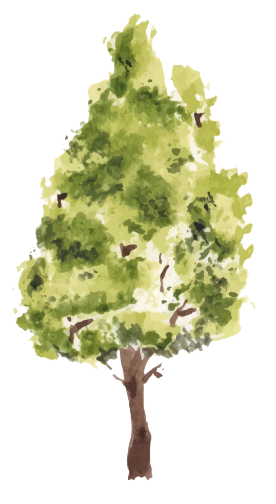 Hand Drawn Tree Watercolor Illustration PNG