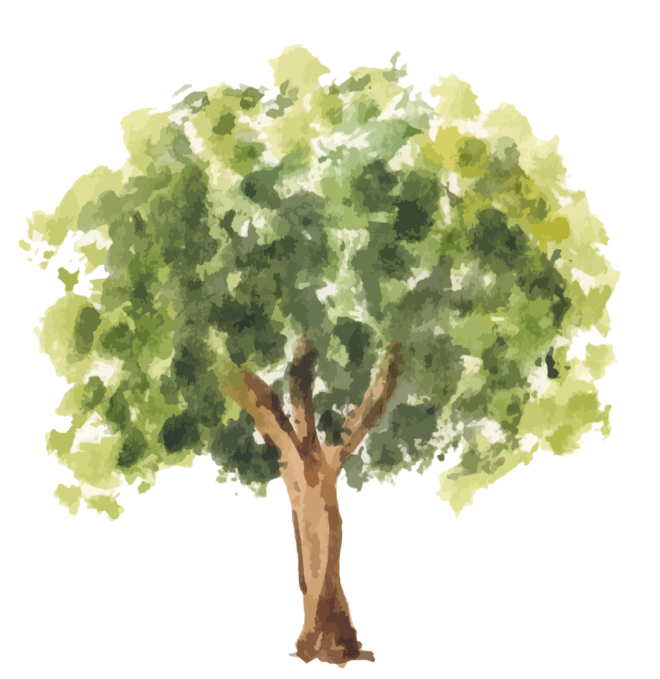 ilustración de acuarela de árbol dibujado a mano. png