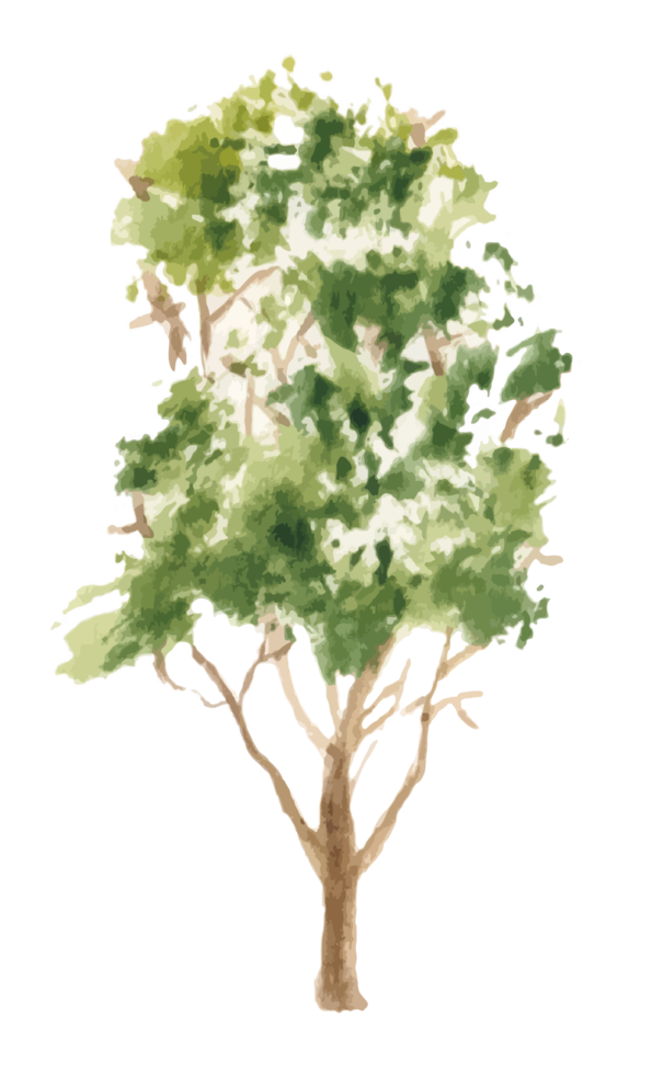 hand drawn tree watercolor illustration. png