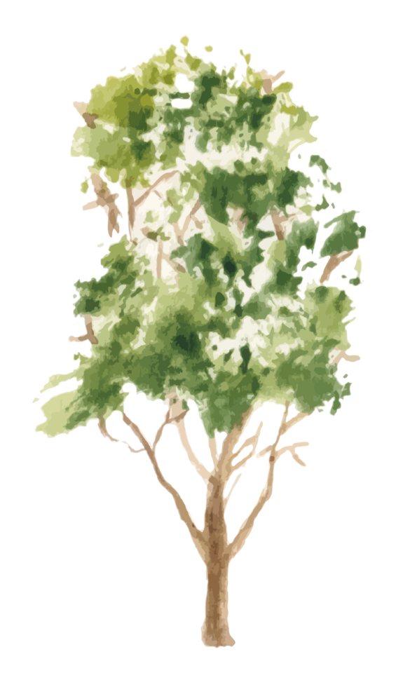 hand drawn tree watercolor illustration. png