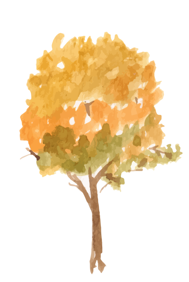 autumn tree watercolor illustration. png