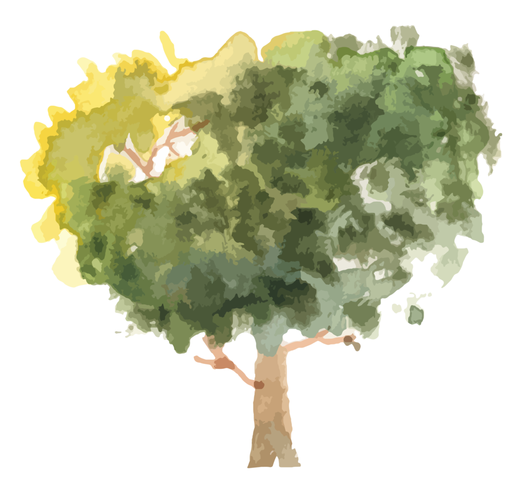 hand drawn tree watercolor illustration. png