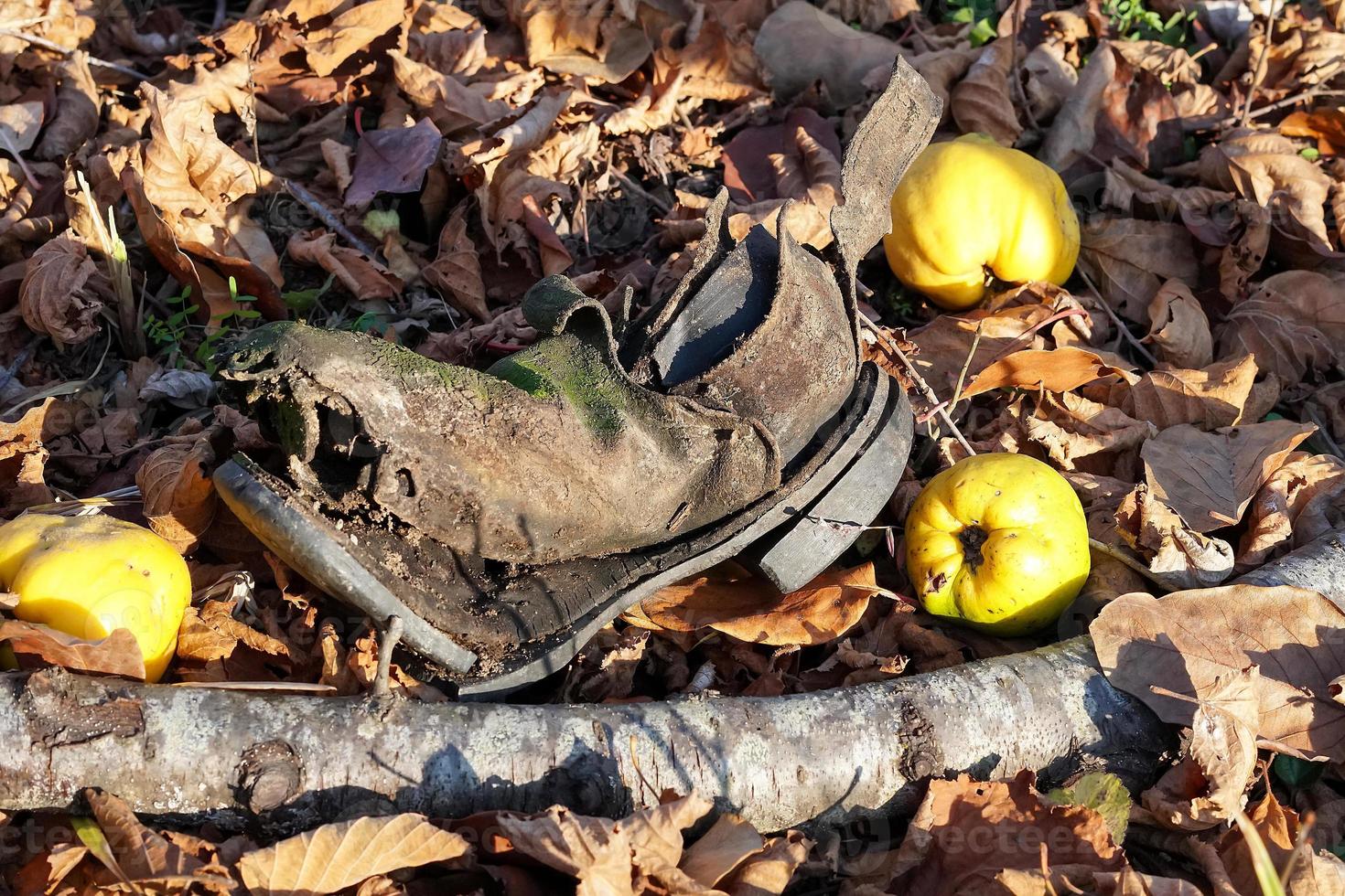 membrillo y un viejo zapato hecho jirones yacen en el suelo en el seco follaje otoñal. estacionalidad y concepto final foto