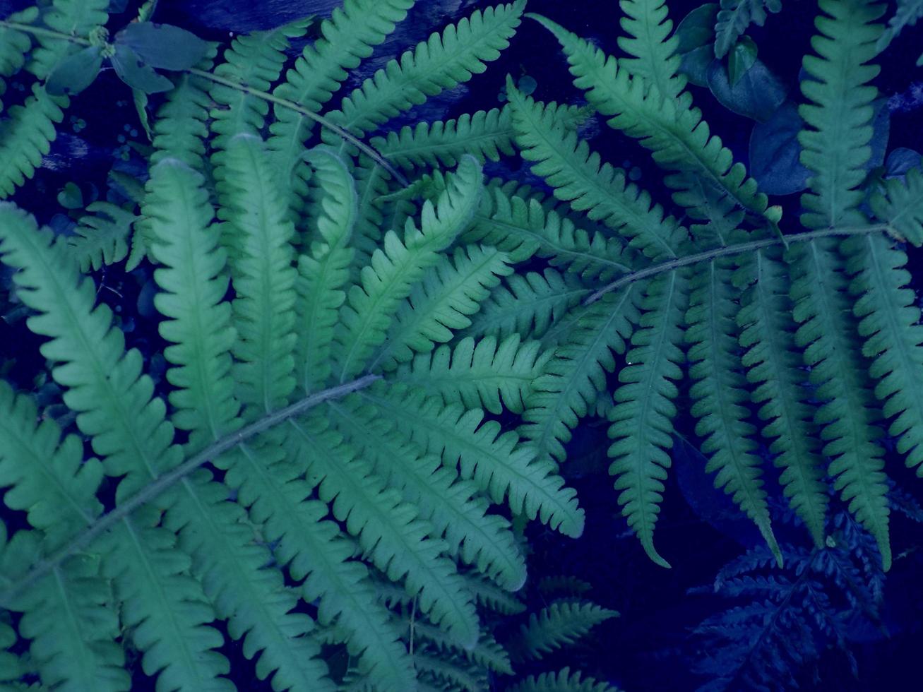 photo of fern leaves