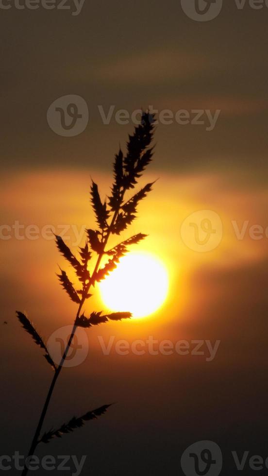 silhouette of weeds on sunset background photo