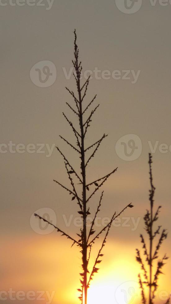 silhouette of weeds on sunset background photo