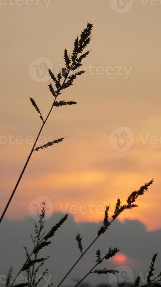 silueta de malas hierbas en el fondo del atardecer foto