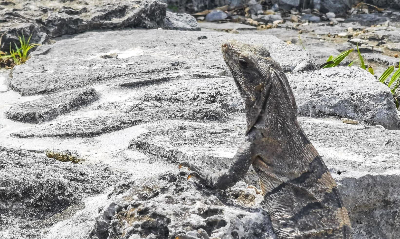 Iguana on rock Tulum ruins Mayan site temple pyramids Mexico. photo