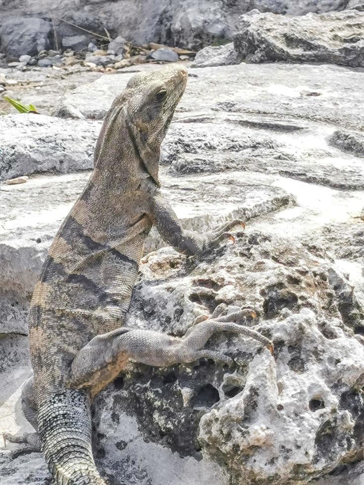 Iguana on rock Tulum ruins Mayan site temple pyramids Mexico. photo