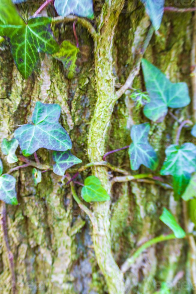 hermosa planta trepadora de hiedra verde sube crece un árbol. foto