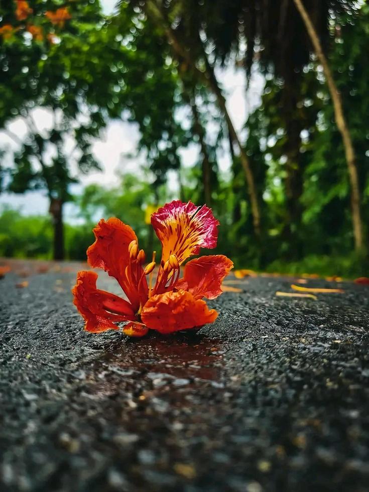 colorful flowers on the ground in the garden photo