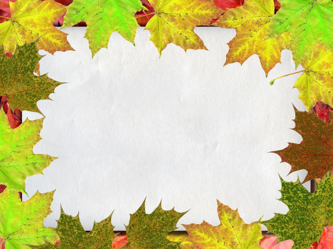 Sheet of paper on leaves background photo