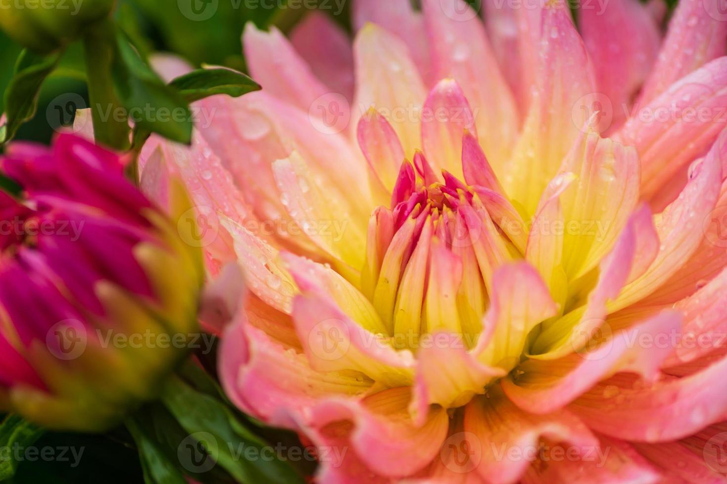 flor de dalia rosa con gotas de lluvia en el jardín, enfoque suave.  11031405 Foto de stock en Vecteezy