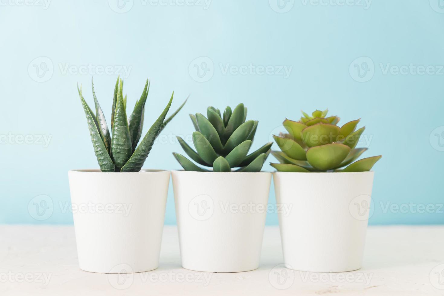 Different Succulents in small white pots on the table. home decor, nordic style design photo