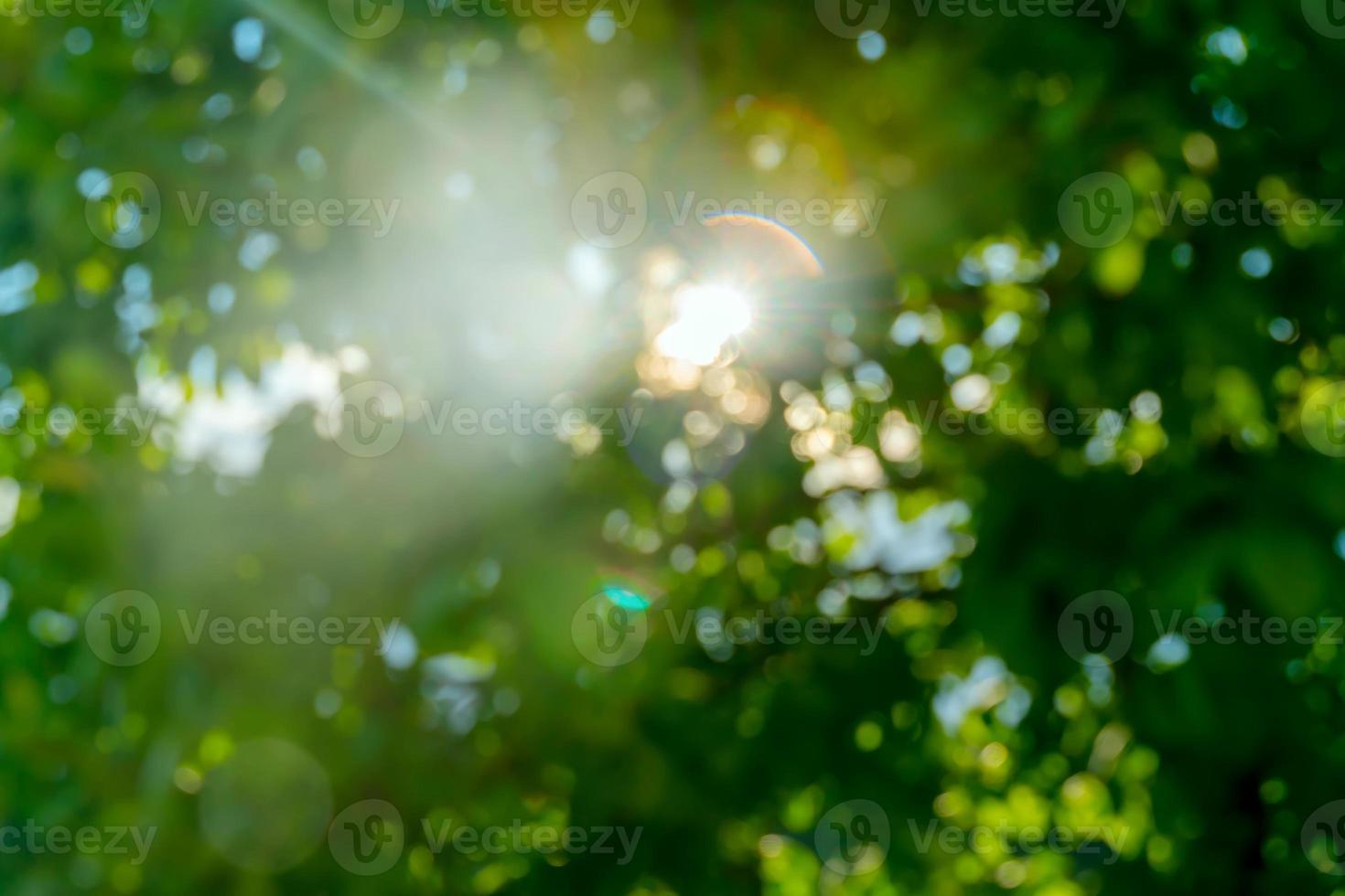 rayos de sol a través de las hojas de los árboles. fondo de verano abstracto bokeg foto