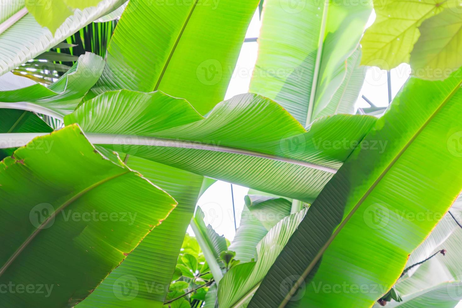 banana leaves background. Bottom view of tropical palm leaves photo