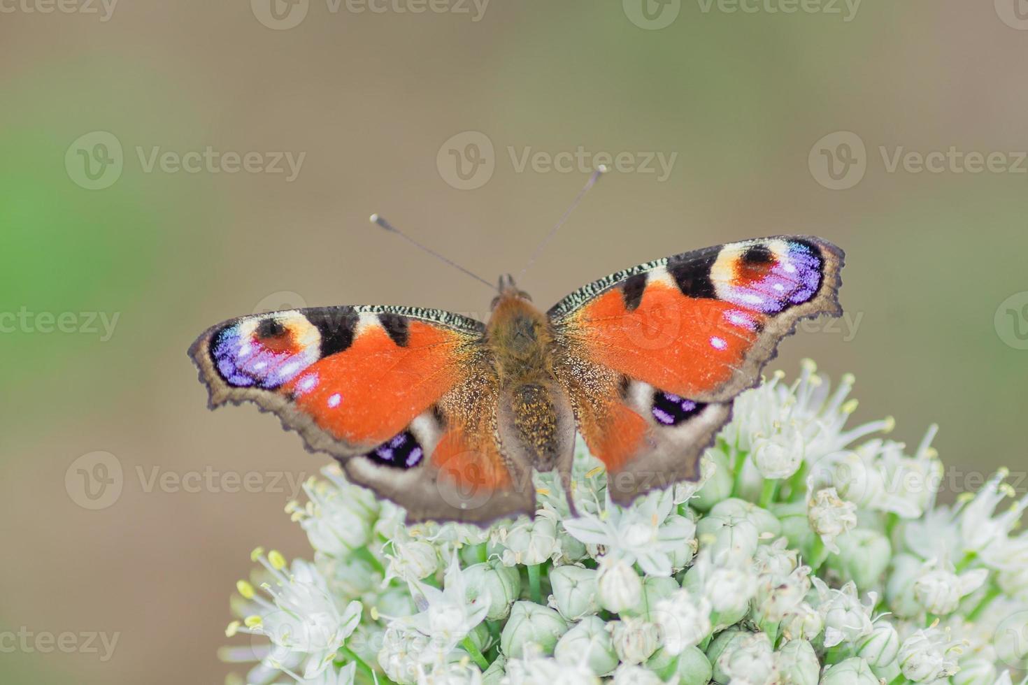 peacock eye butterfly sitting on allium flower against green background photo