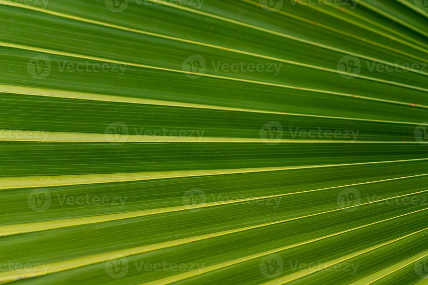 primer plano de hoja de palma tropical. fondo natural. foto