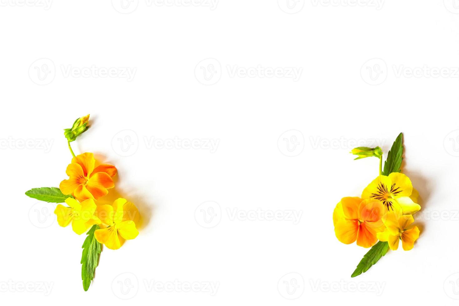 Spring or summer flower composition with yellow violets on white background. Flat lay, copy space. flowers concept photo
