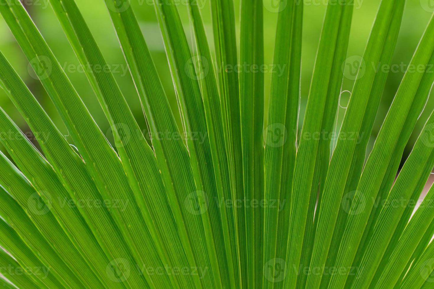 City park landscape with different tropical plants and flowers. Selective focus on palm tree. photo