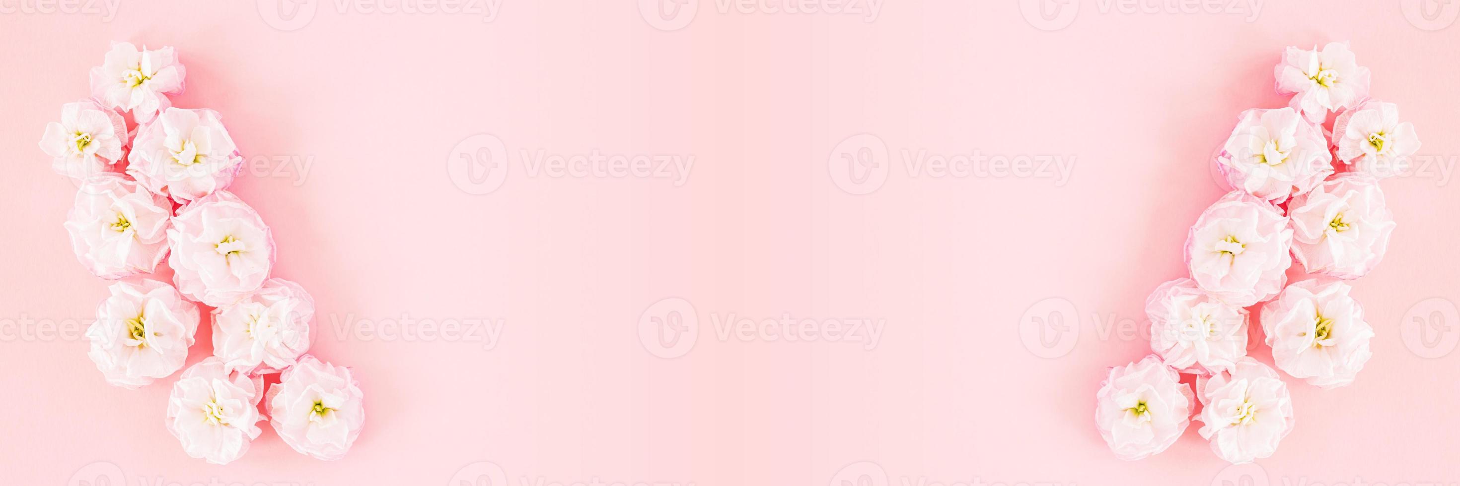 Banner or greeting card with copy space made of pink matthiola flowers on pastel background. photo