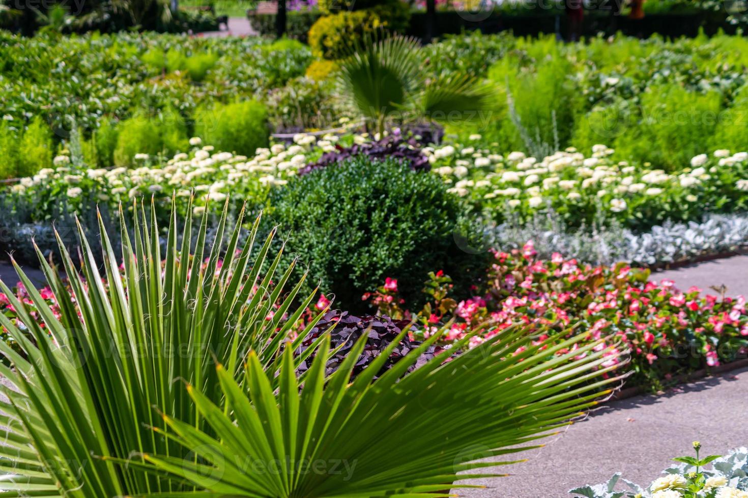 City park landscape with different tropical plants and flowers. Selective focus on palm tree photo