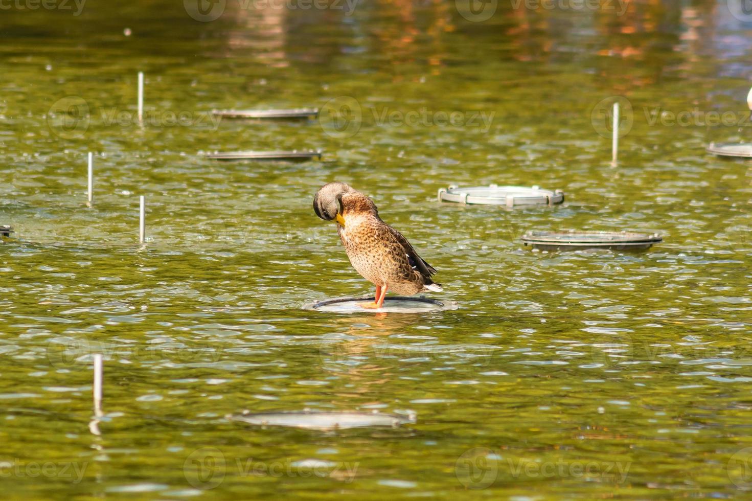 Wild duck floating in the city park pond. Wild nature. photo