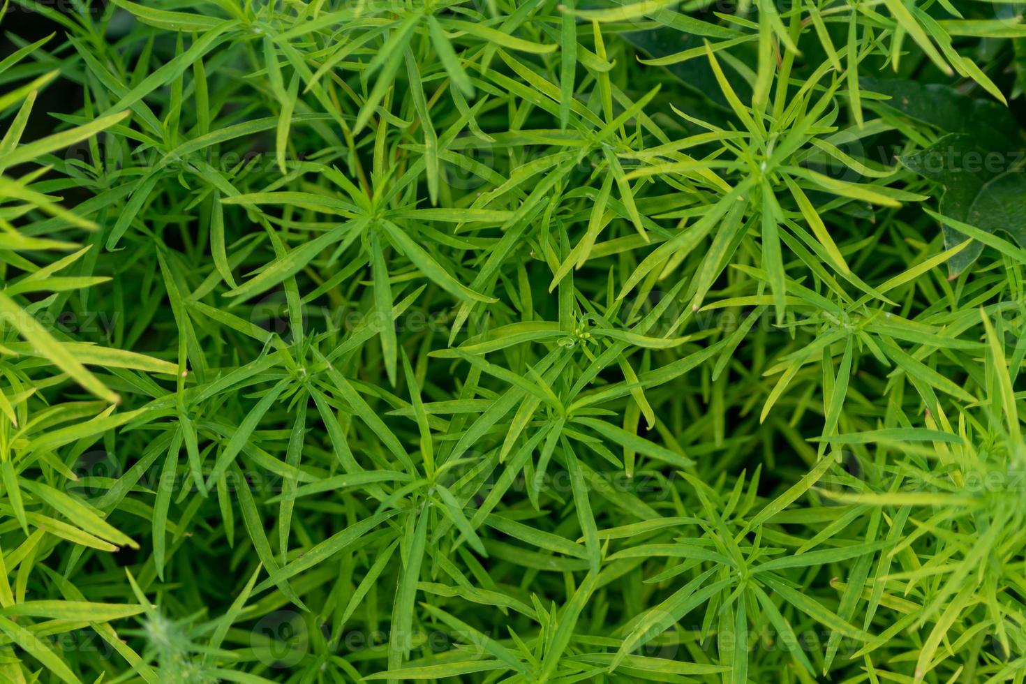 green fooliage background texture. Close up of exotic plants photo