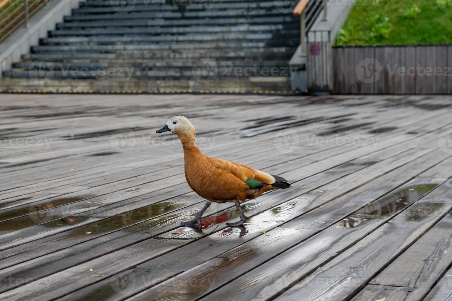 Ruddy shel duck - Tadorna ferruginea. Wild duck with bright red feathers walking on wooden pier in city park. photo