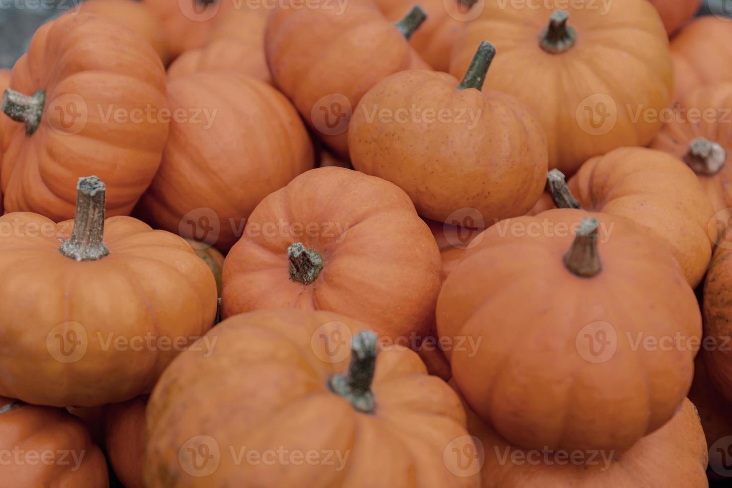 Autumn pumpkin background. Close up of mini pumpkins at farmers market. photo