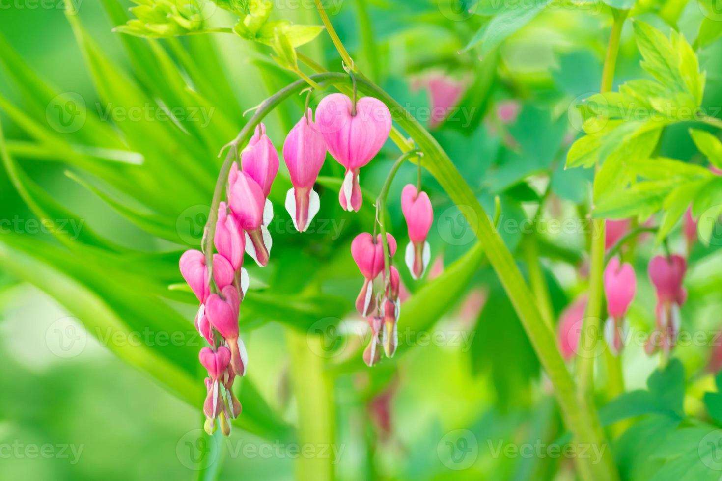 Bleeding heart Lamprocapnos spectabilis or Dicentra spectabilis beautiful flower with heart-shaped flower photo