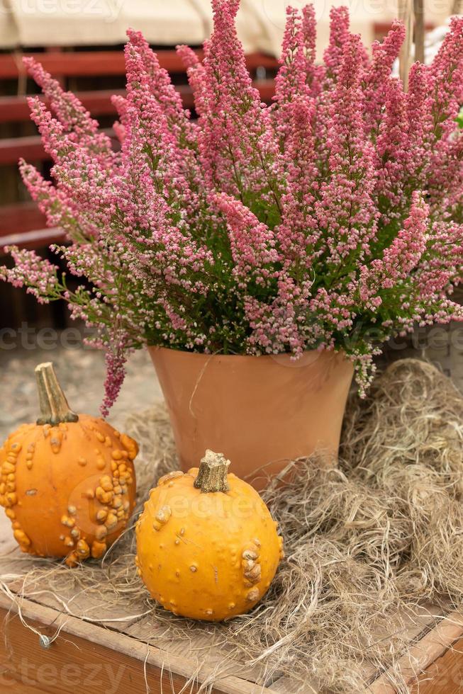 Autumn pumpkin background. Close up of mini pumpkins at farmers market photo