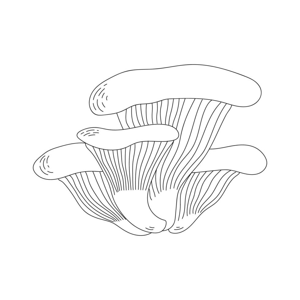 Oyster mushrooms. Doodle style. Line art. Isolated vector illustration.