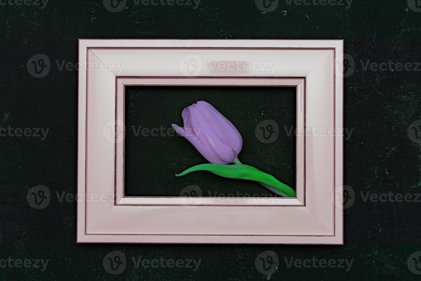 hermosa composición con flores de primavera. marco de fotos, tulipán violeta sobre fondo negro foto