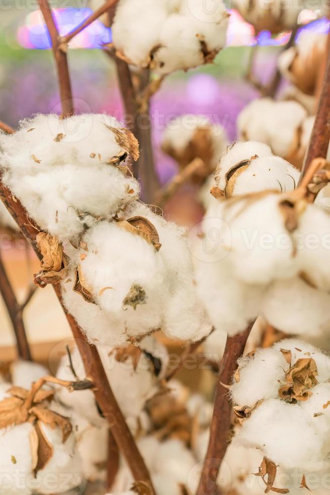 bouquet of cotton branches. Dry flowers for interior decoration photo