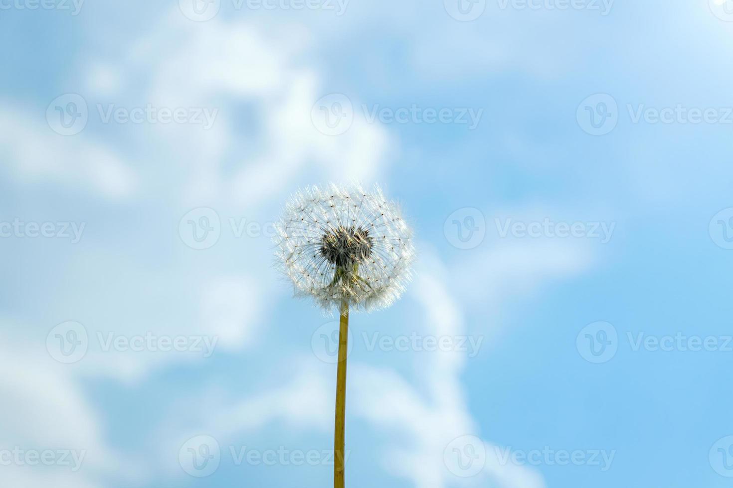 single fluffy dandelion againt summer blue sky background with clouds ...