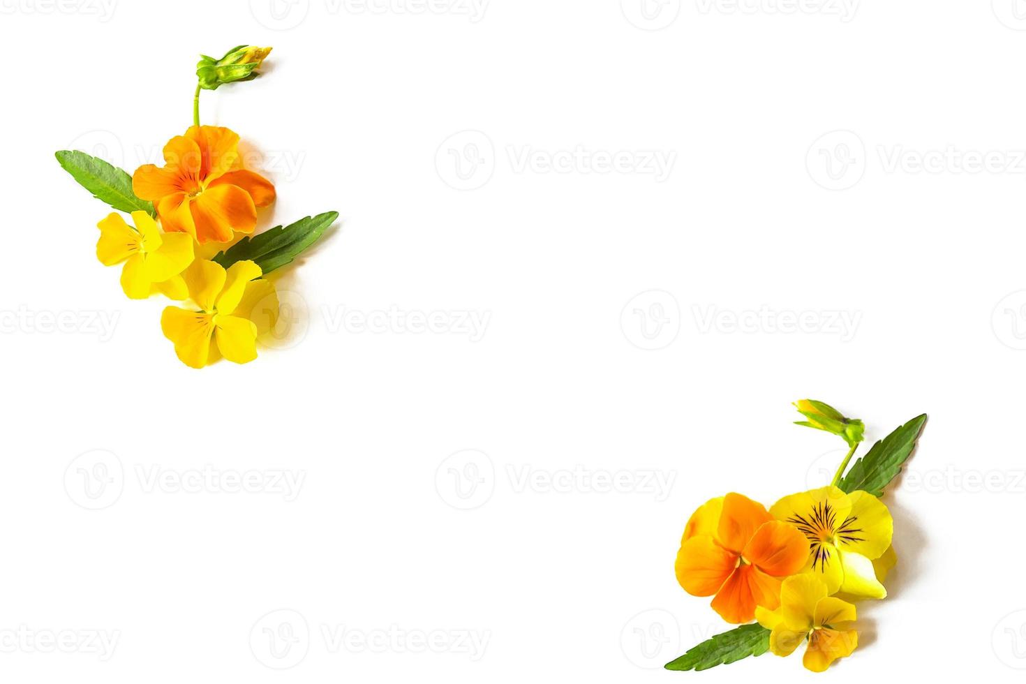Floral frame made of orange and ylellow pancy flovers with copy space in the middle. photo