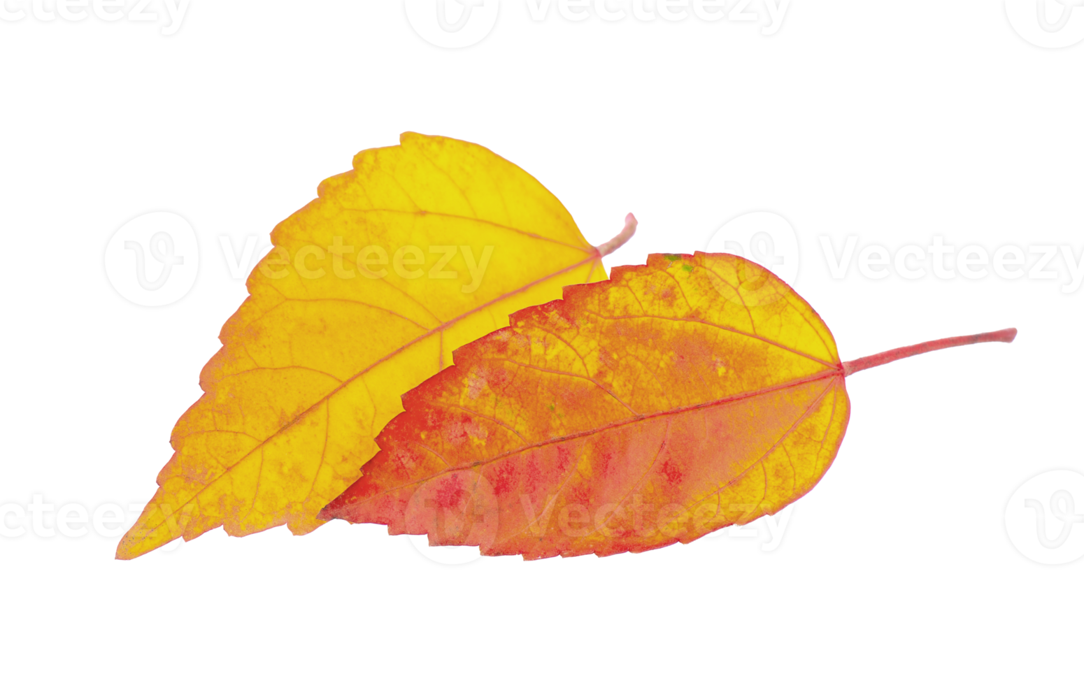 autumn leaf isolated png