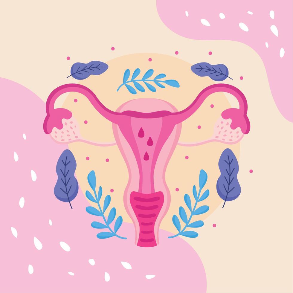 woman uterus and leafs vector