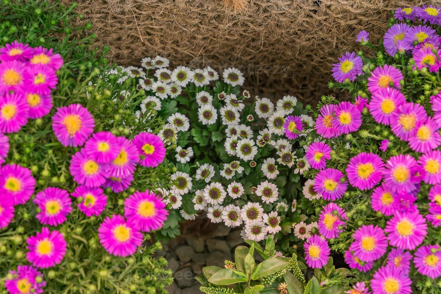 Blooming bush of white chrysanthemums abd pink aster flowers on fishnet background. Autumn flowers photo