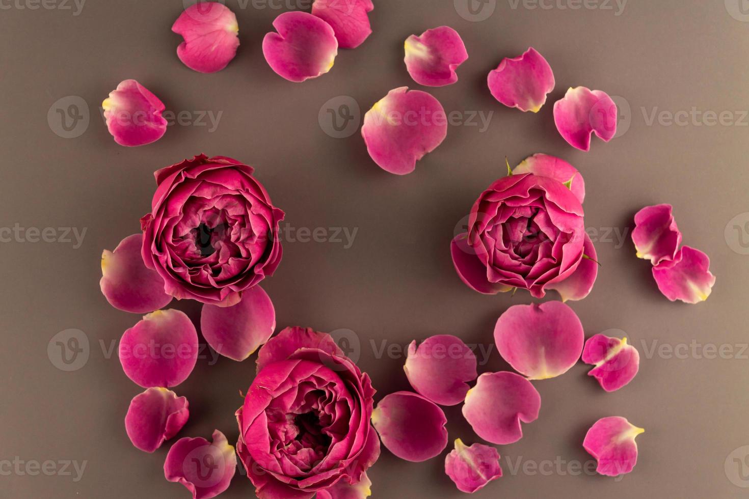 Top view of blooming rose flover on brown background. Festive greeting card, flower arrangement. Top view photo