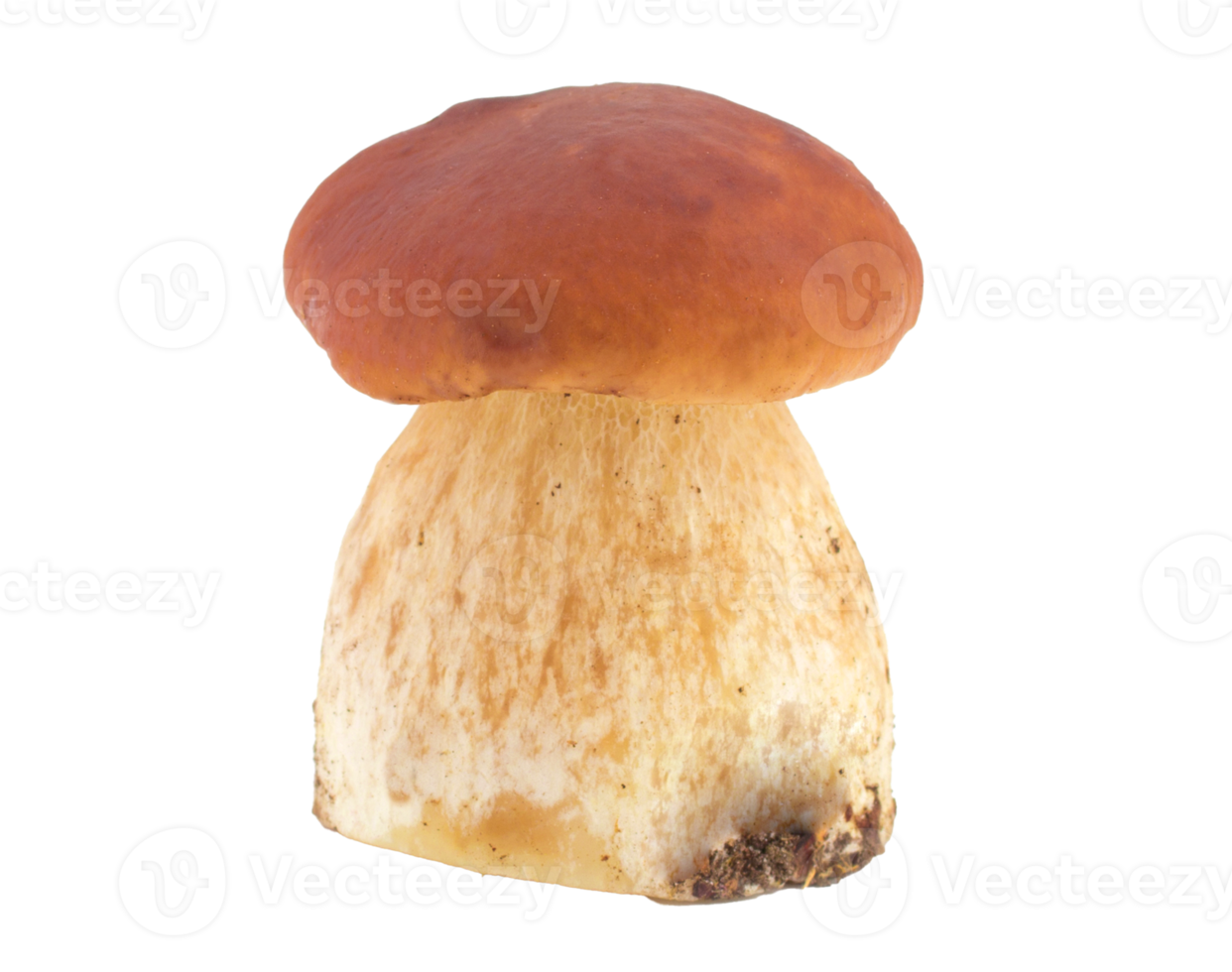 boletus edulis isolated png