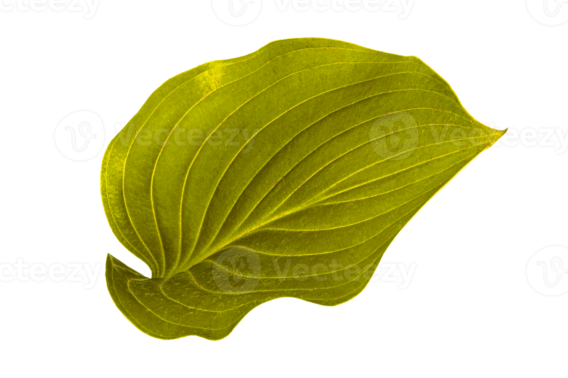 green leaf isolated no background 11033666 PNG