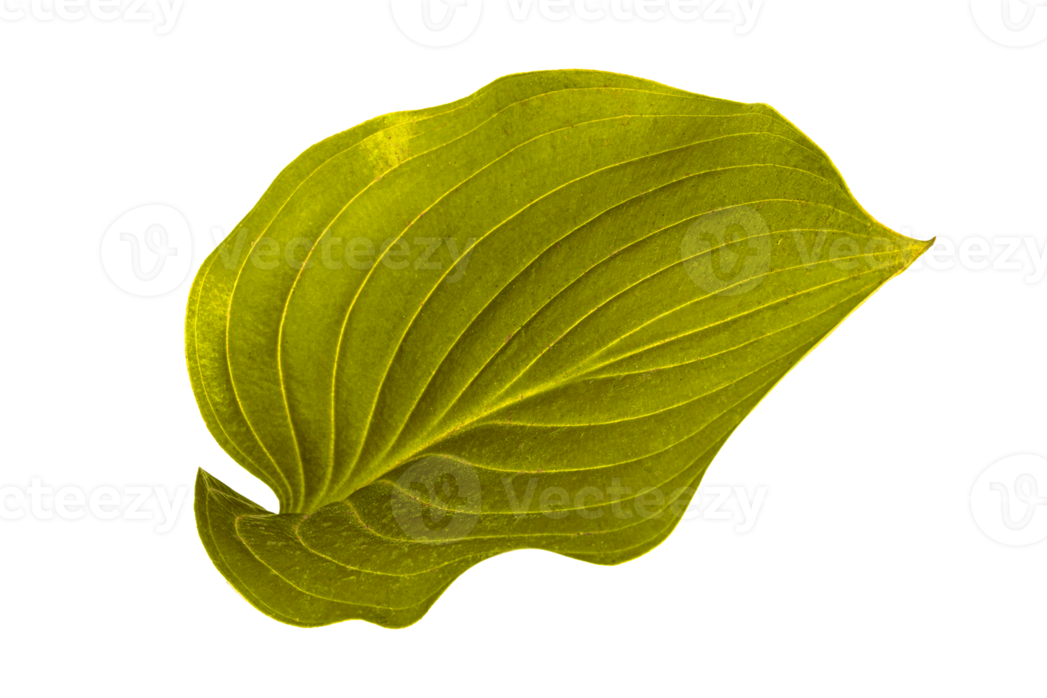 green leaf isolated no background png