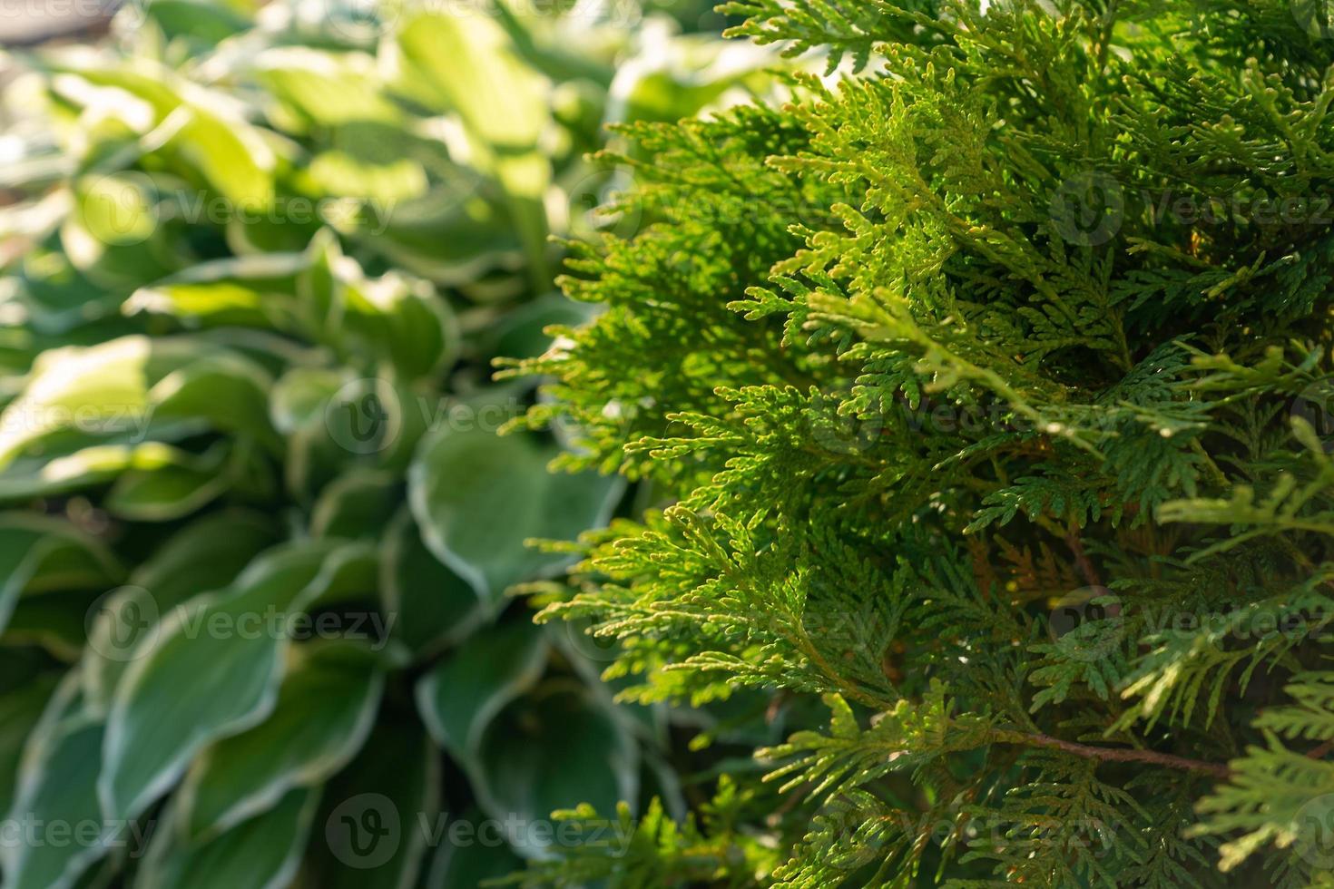 closeup of cypress tree branch in the garden photo