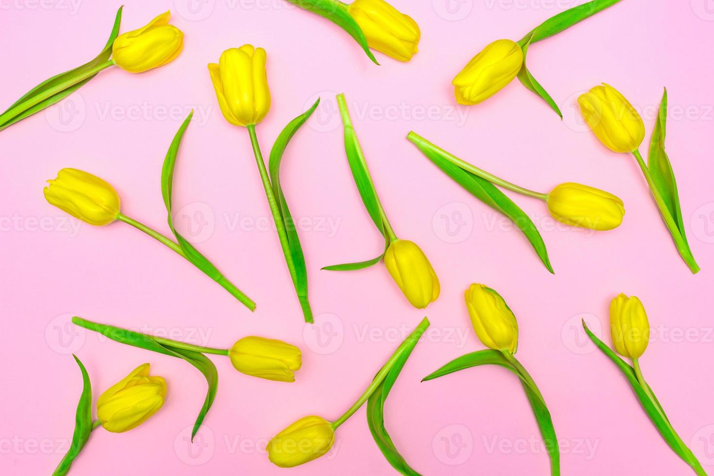 Floral pattern made of yellow tulips on pink background. Flat lay, top view. Holiday background photo