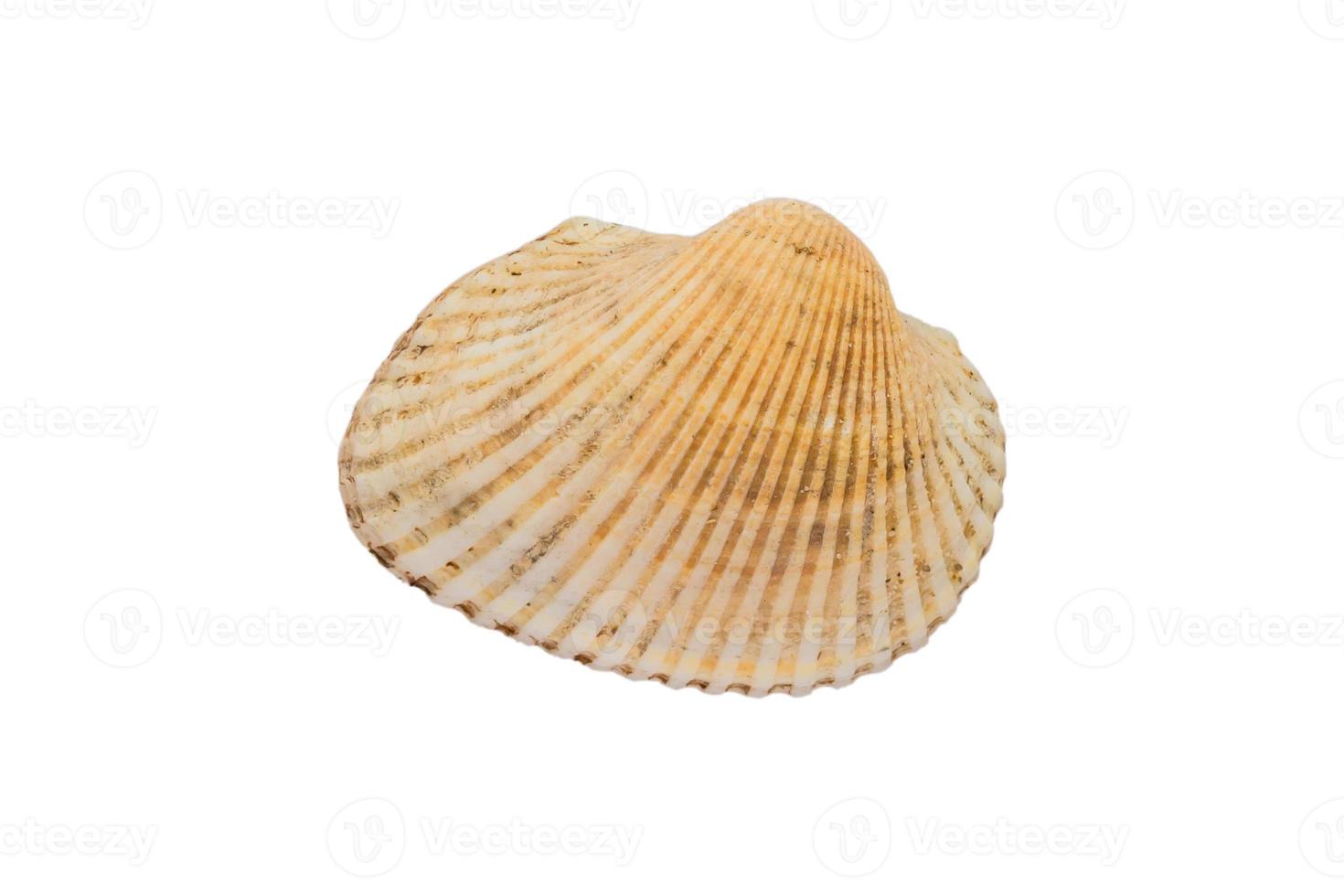 close up of sea shell isolated on white background with clipping path photo