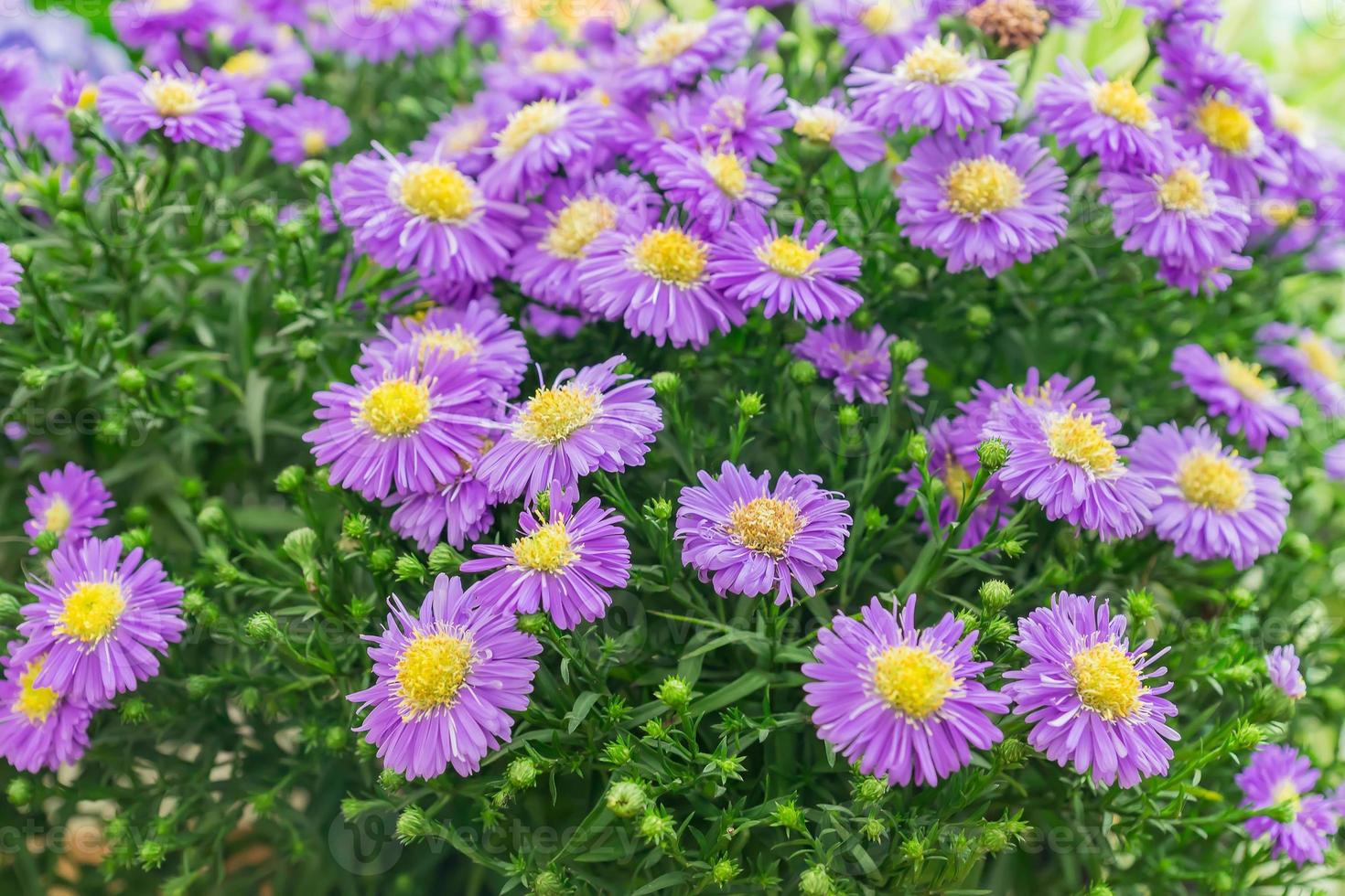 aster dumosus de cerca. hermosos flovers florecientes violetas y amarillos en el jardín foto