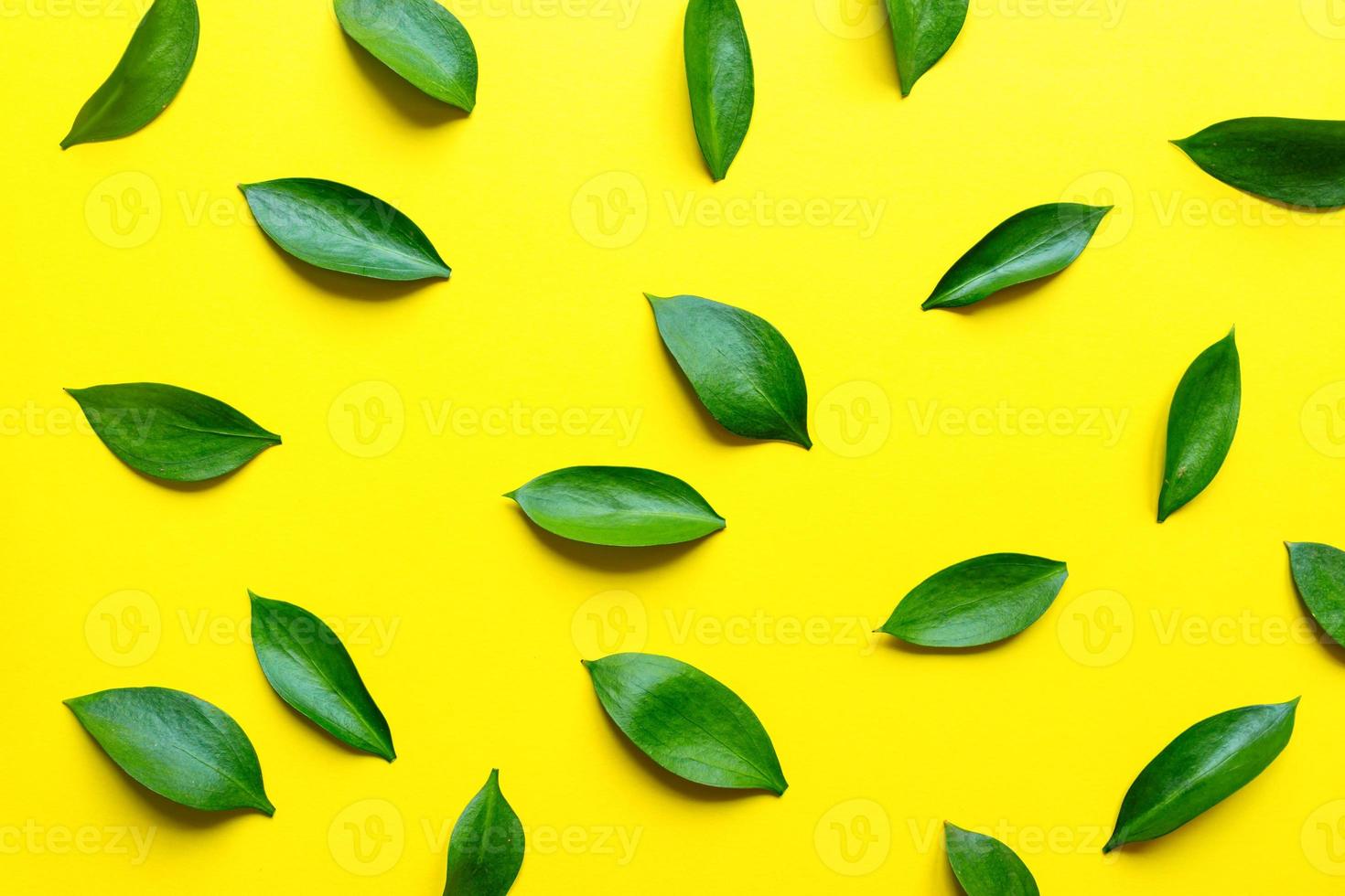 Leaves composition made of ruskus. Flat lay, top view. Summer creative minimal background with tropical leaves. Leaf pattern photo