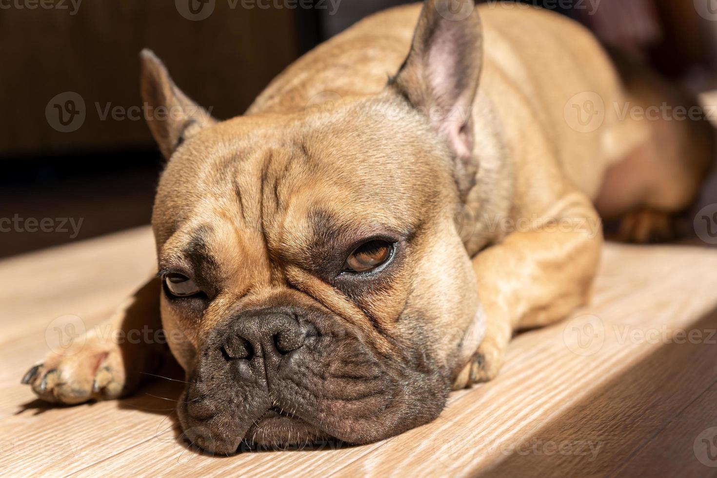 Sleepy looking french bulldog lies on a floor and taking sunbath. Cute dometic pet at home. photo